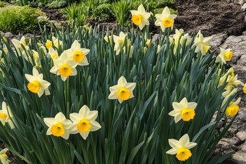 Fototapeta premium narcissus, daffodil