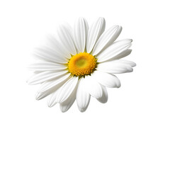 Cosmos Flower in PNG format with transparent background