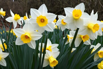 narcissus, daffodil