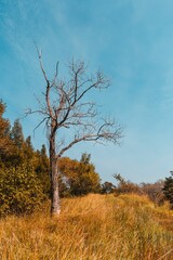 Yellow grass in a forest with autumn trees on a sunny day with