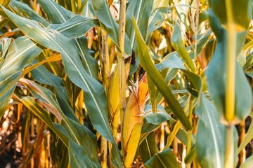 Selective focus of corn field under the sun
