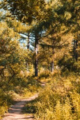 Vertical shot of a path through the forest in autumn.