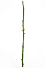 Fresh green rose stem with thorns isolated on white background