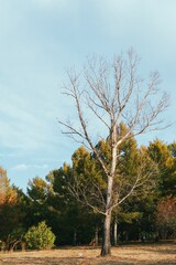 Vertical shot of a leafless tree against the backdrop of a forest