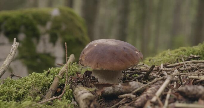 Bolet champignon