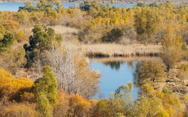 Aerial view of little pond in greenery field surrounded by dense trees