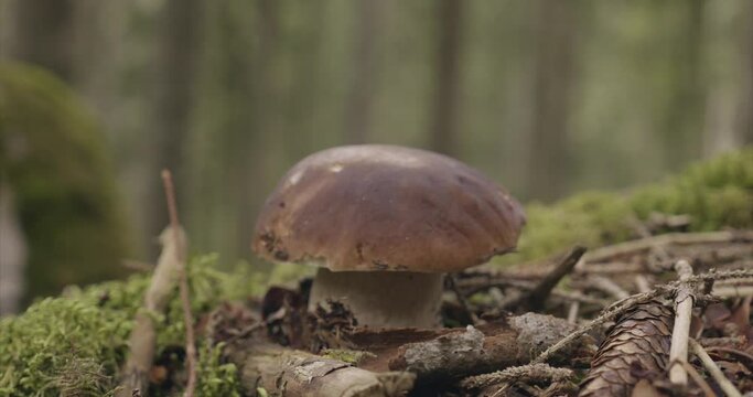 Bolet Champignon