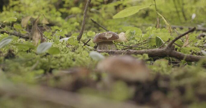 Champignon Bolet