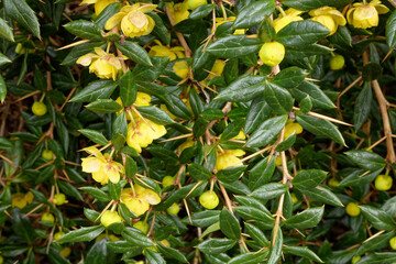 fleurs de berberis ou épine-vinette  ou vinettier (Berberis vulgaris) au printemps