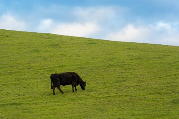 Beautiful shot of a black cow grazing on a green valley