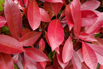 Feuilles rouge de Photinia en gros plan. Arrière-plan 