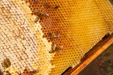 Working bees on the yellow honeycomb with sweet honey..