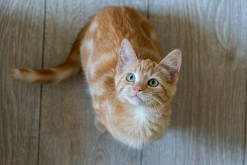 High angle shot of an adorable fluffy ginger kitten on a kitchen floor