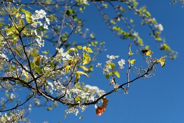 Low angle shot of branches with blooming apple blossom flowers under a blue sky