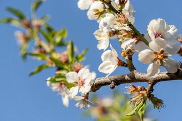 Low angle shot of branches with blooming apple blossom flowers under a blue sky