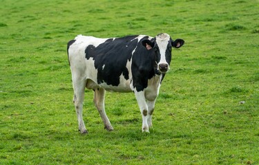 Beautiful shot of a spotted cow grazing on a green valley