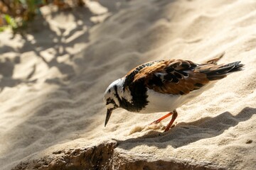 Closeup shot of a ruddy turnstone bird perched on a sandy beach