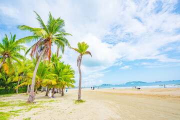 Coconut forest beach scenery at Coconut Dream Corridor in Sanya, Hainan, China