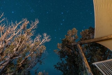 Low-angle shot of trees and a roof against a starry night sky.