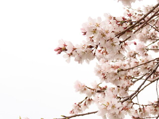 桜シーズン