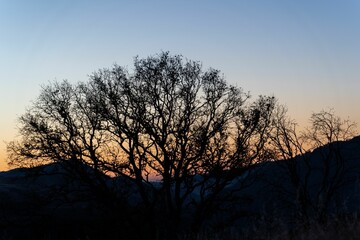 Silhouette of an old tree, its branches covering the soft orange-blue sky at dawn