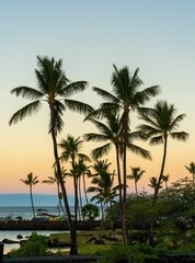 Fototapeta na wymiar Vertical shot of tall palm trees on a beach at sunset
