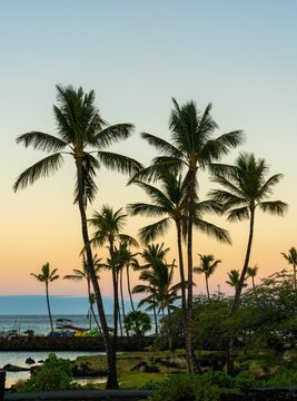 Vertical shot of tall palm trees on a beach at sunset