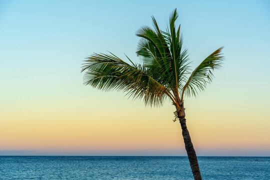 Beautiful shot of a tall palm tree on a beach at sunset