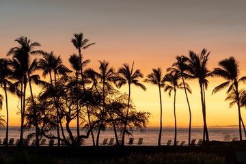 Beautiful shot of silhouettes of palm trees on a beach as sunset