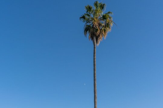 Beautiful palm tree on the blue sky background