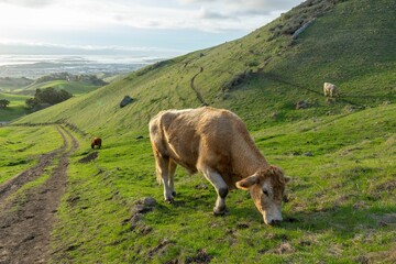 Beautiful view of cows grazing in the meadow in a mountainous landscape