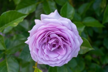 Closeup shot of blooming purple wild rose on a bush