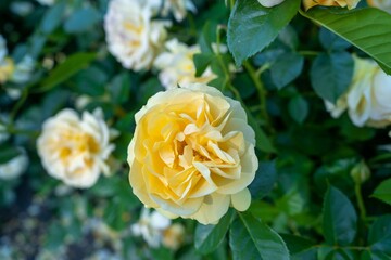 Closeup shot of a blooming yellow wild rose on a bush