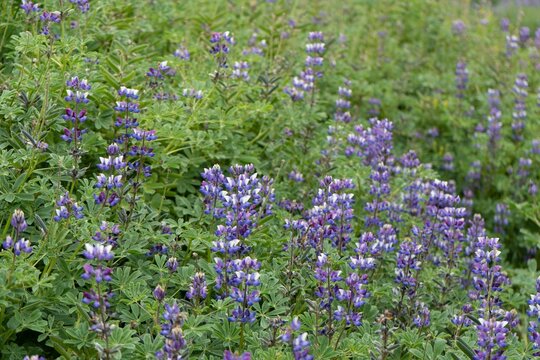 Beautiful shot of blooming purple arctic lupine flowers in a garden