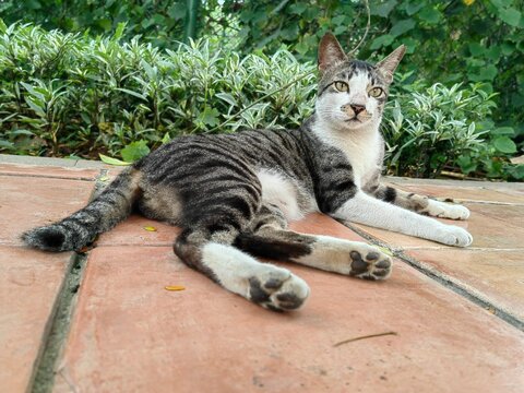 A black and white cat is resting on a brown tile in the garden. Photo taken from the bottom angle. Selective focus.