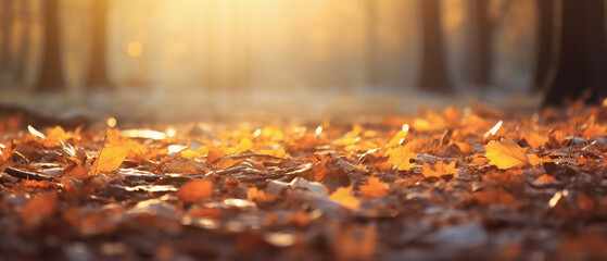 Autumn leaves on the ground, sun rays.