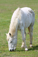 Naklejka na ściany i meble Animal on a pasture. Horse eats grass. Mare on meadow