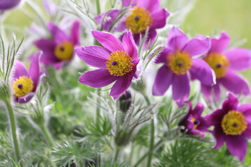 Obraz premium Pasque flower, beautiful spring flowers, Pulsatilla vulgaris.
