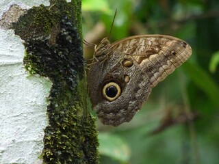 Close-up of a brown owl butterfly sitting on the trunk of a tree