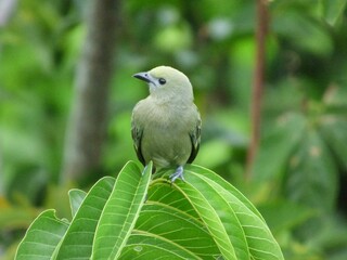 Profile of a small green-grey bird sitting on a tree in the middle of a jungle