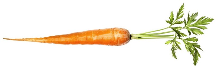 Fresh Single Carrot Cut Out. Organically Grown Produce Vegetable with Leaf