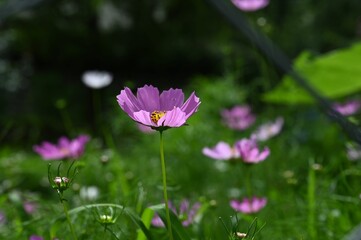 Fototapeta premium Delicate purple Garden Cosmos flower (Cosmos bipinnatus) in the field on the blurred background
