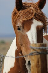 Vertical shot of Mustang horse against blur background
