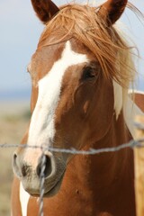 Vertical shot of Mustang horse against blur background