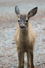 Vertical of an adorable baby deer portrait captured outdoors