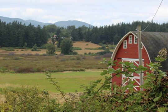 Wooden barn behind plants in a rural field with mountain in the background in Guemes Island