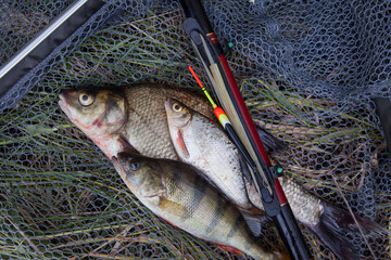 Assort kinds of fish -  freshwater common bream, common perch or European perch, white bream or silver bream with float rod on black fishing net.. - obrazy, fototapety, plakaty