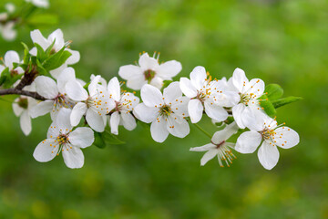 Plum branch spring blossom delicate flowers fragile white petals. Green blur background. Spring nature blossom. Plum branch with flowers. Blooming cherry macro photography. 