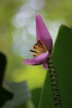 Vertical close-up of a flowering banana (Musa ornata)