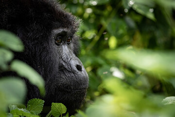Obraz premium Closeup shot of a black gorilla in the beautiful forest
